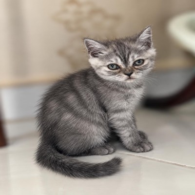 , ساره سارة